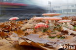 Fly agaric (Amanita muscaria)