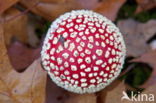 Vliegenzwam (Amanita muscaria)