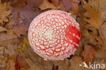 Vliegenzwam (Amanita muscaria)