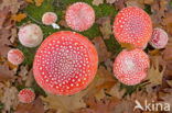 Fly agaric (Amanita muscaria)