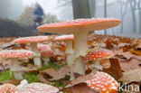 Fly agaric (Amanita muscaria)