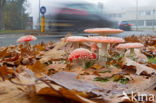 Fly agaric (Amanita muscaria)