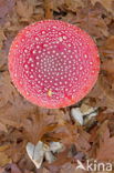 Fly agaric (Amanita muscaria)