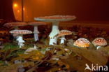 Fly agaric (Amanita muscaria)