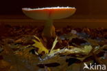 Fly agaric (Amanita muscaria)