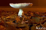 Fly agaric (Amanita muscaria)