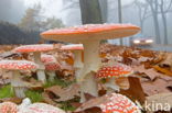 Fly agaric (Amanita muscaria)