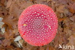 Vliegenzwam (Amanita muscaria)