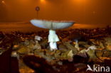 Fly agaric (Amanita muscaria)