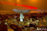 Fly agaric (Amanita muscaria)