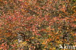 Vogelkers (Prunus virginiana)