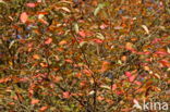 Vogelkers (Prunus virginiana)