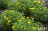 Voorjaarsadonis (Adonis vernalis)