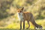 Fox (Vulpes vulpes)