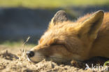 Fox (Vulpes vulpes)