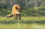 Vos (Vulpes vulpes)