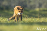 Fox (Vulpes vulpes)