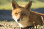 Fox (Vulpes vulpes)