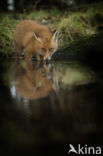 Fox (Vulpes vulpes)