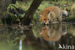 Fox (Vulpes vulpes)