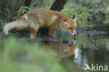 Fox (Vulpes vulpes)