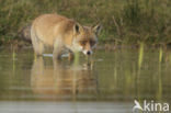 Fox (Vulpes vulpes)