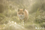 Fox (Vulpes vulpes)