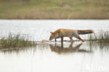 Fox (Vulpes vulpes)