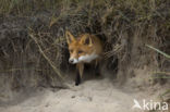 Fox (Vulpes vulpes)