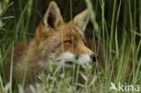 Fox (Vulpes vulpes)