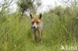 Fox (Vulpes vulpes)