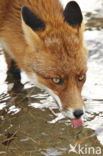 Fox (Vulpes vulpes)