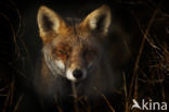 Vos (Vulpes vulpes)