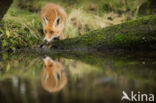 Fox (Vulpes vulpes)