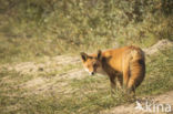 Fox (Vulpes vulpes)