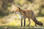 Vos (Vulpes vulpes)