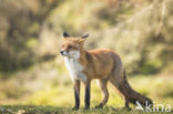 Fox (Vulpes vulpes)