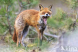 Fox (Vulpes vulpes)