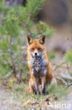 Vos (Vulpes vulpes)