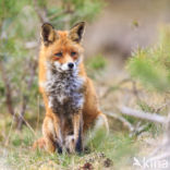 Fox (Vulpes vulpes)