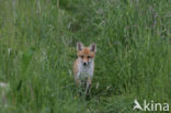 Fox (Vulpes vulpes)