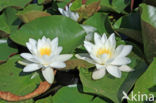 Waterlelie (Nymphaea spec.)