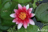 Waterlelie (Nymphaea spec.)