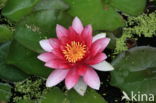 Waterlily (Nymphaea spec.)