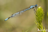 Common Blue Damselfly (Enallagma cyathigerum)