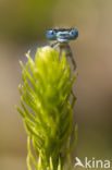 Common Blue Damselfly (Enallagma cyathigerum)