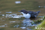 White-throated Dipper (Cinclus cinclus)