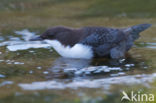 White-throated Dipper (Cinclus cinclus)