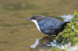 White-throated Dipper (Cinclus cinclus)