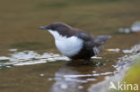 White-throated Dipper (Cinclus cinclus)
